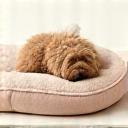 Cozy Comforts icon - a plush pet bed