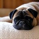 Penelope the pug peacefully napping in a plush pet bed